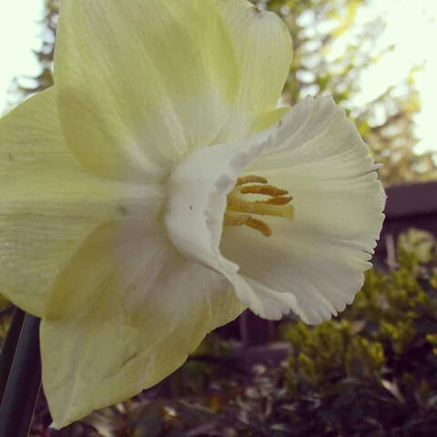 Daffodil in Spring